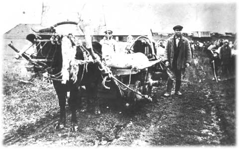 Вывозка хлебопоставки на быках в колхозах "Азлань" (д.Сыга) Глазовского района в 1943 г.