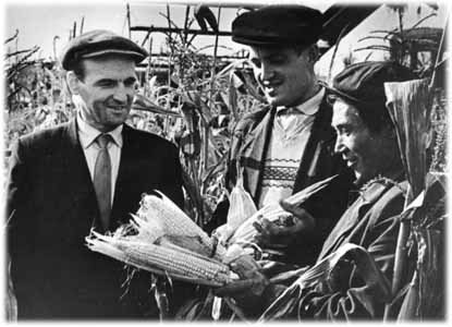 На участке кукурузовода совхоза "Ижевский" Н.Гордеева (справа) "царица полей" - кукуруза выросла выше 2-х м. 